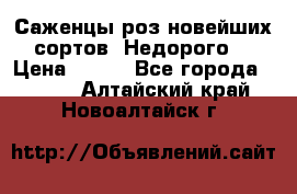 Саженцы роз новейших сортов. Недорого. › Цена ­ 350 - Все города  »    . Алтайский край,Новоалтайск г.